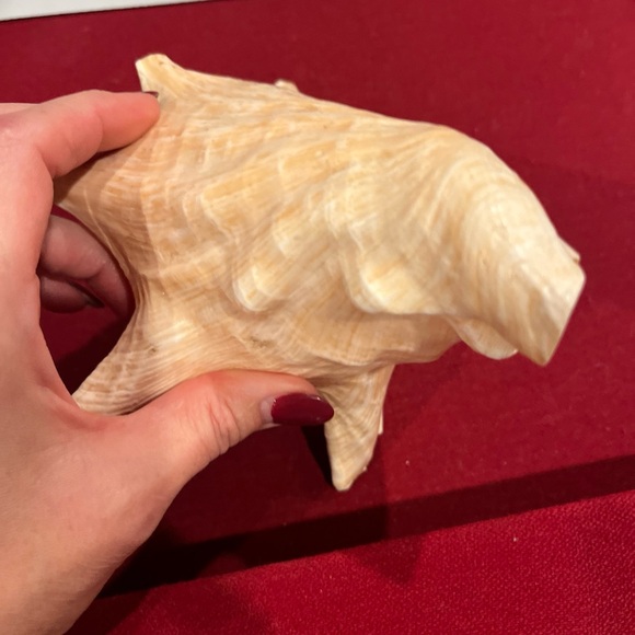 SEASHELL 8” nautical BEIGE HORNED QUEEN CONCH BEACH ocean shell pink Inside LRG - Picture 7 of 16